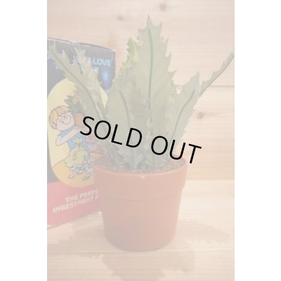 画像3: AUDREY II BANK