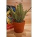 画像3: AUDREY II BANK