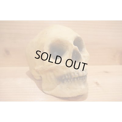 画像6: RUBBER SKULL HEAD