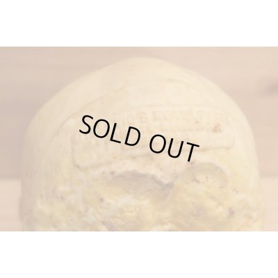 画像5: RUBBER SKULL HEAD