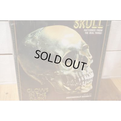 画像4: LIFE-SIZE HUMAN SKULL