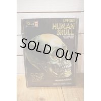 LIFE-SIZE HUMAN SKULL