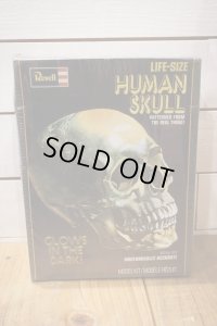 LIFE-SIZE HUMAN SKULL