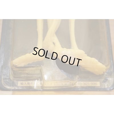 画像9: 夜光 骨まで愛スケルトン