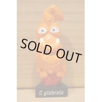 GERMS C glabrata 台座付