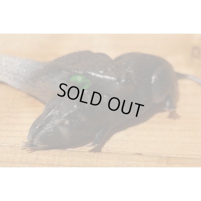 画像5: ゴム製 ネズミを食べるヘビ