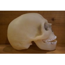 他の写真3: SKULL ソフビヘッド