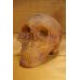 画像1: RUBBER SKULL HEAD 【A】 (1)
