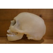 他の写真1: SKULL ソフビヘッド