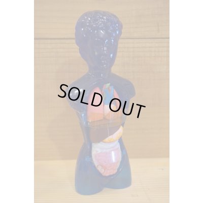 画像3: ヌード ヴィーナス 人体模型