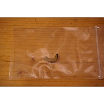 画像10: JUDGE DEATH STATUE