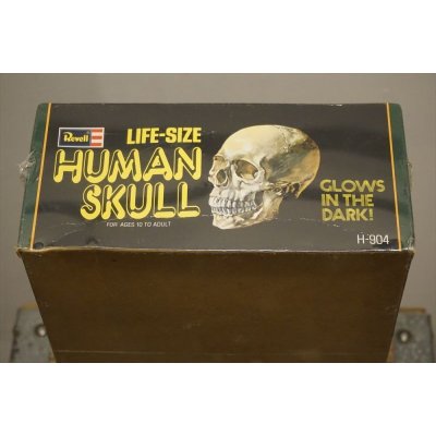 画像4: LIFE-SIZE HUMAN SKULL【A】