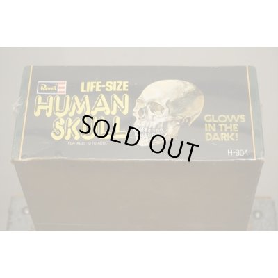 画像4: LIFE-SIZE HUMAN SKULL【A】