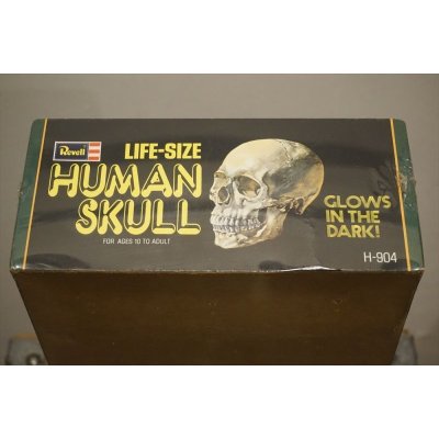 画像3: LIFE-SIZE HUMAN SKULL【A】