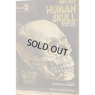 画像2: LIFE-SIZE HUMAN SKULL【A】
