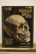 LIFE-SIZE HUMAN SKULL【A】