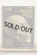 LIFE-SIZE HUMAN SKULL【A】