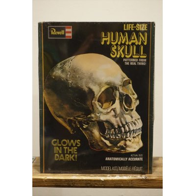 画像1: LIFE-SIZE HUMAN SKULL【A】