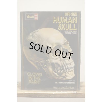 画像1: LIFE-SIZE HUMAN SKULL【A】