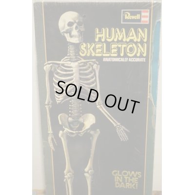 画像2: Revell HUMAN SKELETON【A】