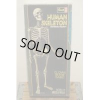 Revell HUMAN SKELETON【A】