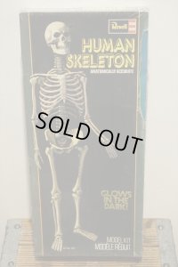 Revell HUMAN SKELETON【A】