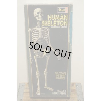 画像1: Revell HUMAN SKELETON【A】