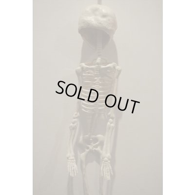 画像7: RUBBER SKULL【I】