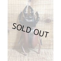 クワガタ ソフビバッジ【A】