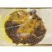 画像4: OTTAMA GERO (4)