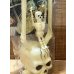 画像7: HALLOWEEN SWINGERS SKULL (7)