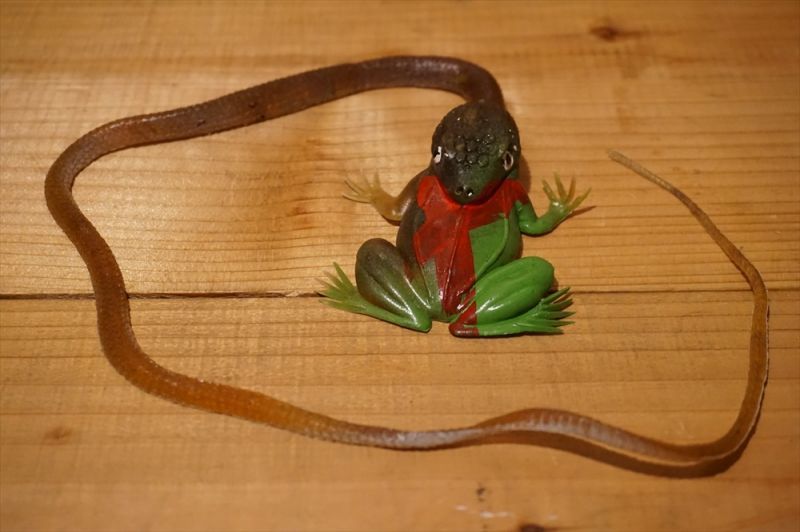 ゴム製 カエルを食べるヘビ C Drodd