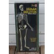 画像1: Revell HUMAN SKELETON  (1)