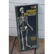 画像2: Revell HUMAN SKELETON  (2)