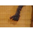 画像3: KING KONG？BENDABLE (3)