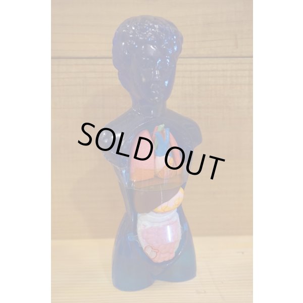 画像3: ヌード ヴィーナス 人体模型 (3)