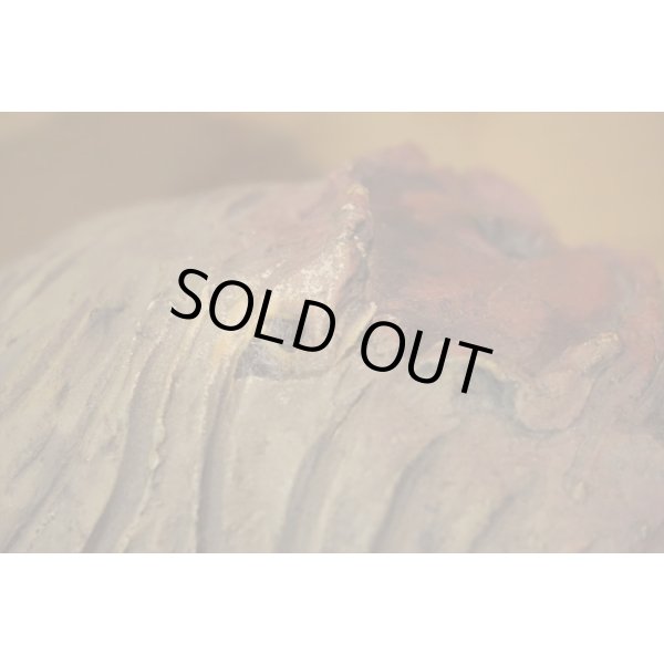 画像7: ゾンビの頭 (7)