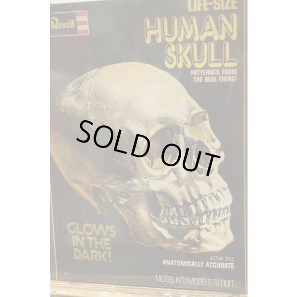 画像2: LIFE-SIZE HUMAN SKULL【A】 (2)