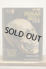 画像: LIFE-SIZE HUMAN SKULL【A】
