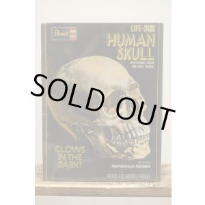 画像: LIFE-SIZE HUMAN SKULL【A】