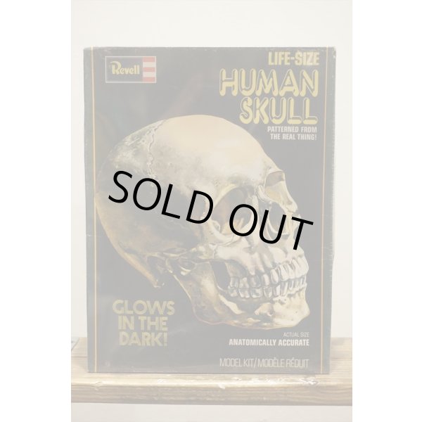 画像1: LIFE-SIZE HUMAN SKULL【A】 (1)
