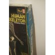 画像3: Revell HUMAN SKELETON【A】 (3)