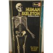 画像2: Revell HUMAN SKELETON【A】 (2)