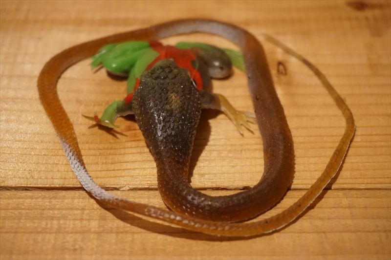 画像: ゴム製 カエルを食べるヘビ 【C】